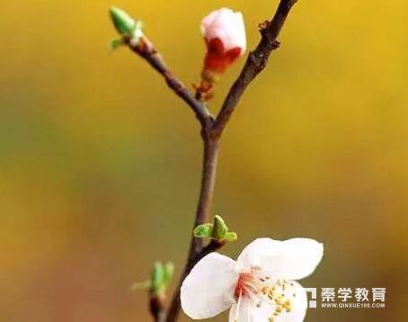为小学升学孩子准备的描写春天的好词好句，小学升学孩子赶紧记下来吧