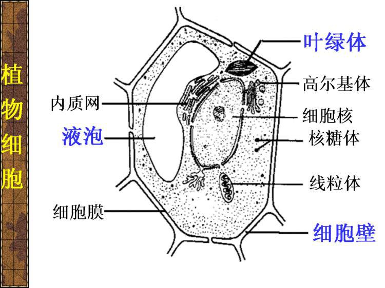 高中生物八大细胞器都有哪些呢?八大细胞器都有什么区别呢?