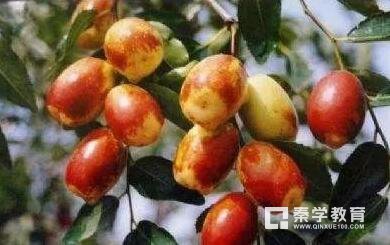 八种顶级营养冠军的食物，便宜又能补充营养何乐而不为？