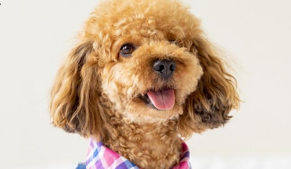 2017中国石油大学排名情况公布,中国最好的石