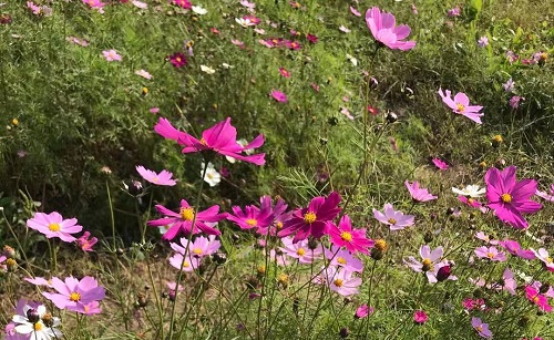 初三议论文范文600字--拒绝安逸