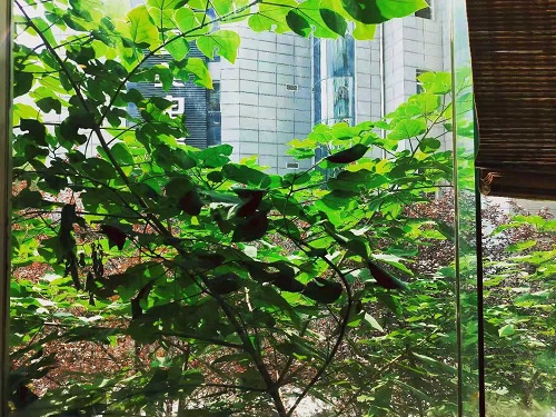 中科大将在合肥市高新区建校区为真，但是建医院是假事！