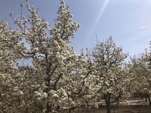 山西2018年高考国家专项计划,报名条件是什么