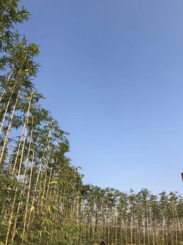 教育部印发普通高中课程方案和课程标准（2017年版）发布