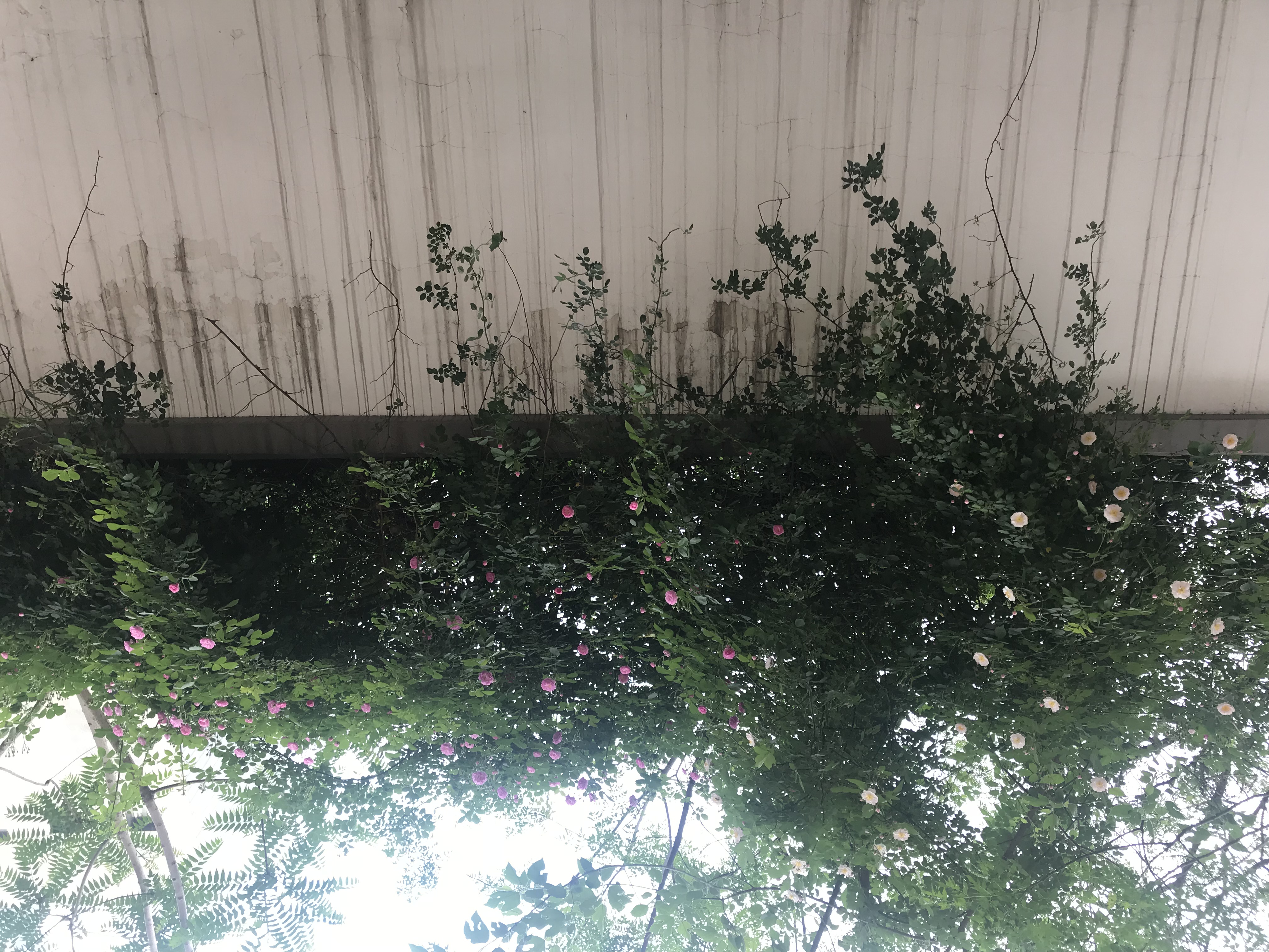 2018年春晚中的语文、英语、政治、历史中考