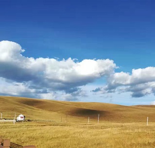 葳蕤怎么读?葳蕤是什么意思呢?葳蕤的生长习