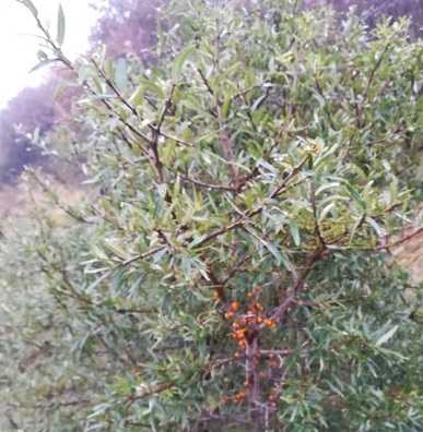 2018年高考全国卷1语文真题及答案解析!