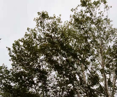 高三模考的成绩对于高考的成绩参考价值有多大