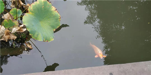 词语“集中”的读音  “集中”的近义词   “集中”的同义词及意思
