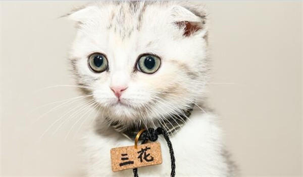 家长如何挖掘和培养小学生的兴趣爱好？众多兴趣如何选择？