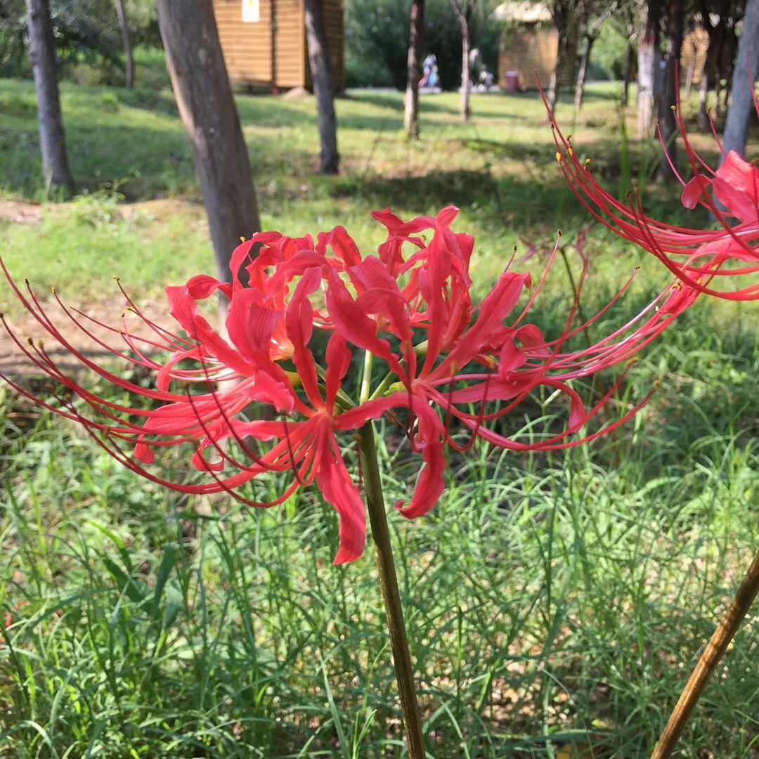 高考考的不理想，你是否会选择读高四？