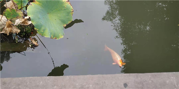 2018年清华大学丘成桐中学生数学夏令营报名