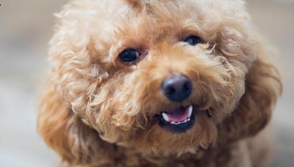 西安双成补习学校2018年高考喜报分享,学校实