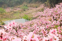 “桃花坞里桃花庵，桃花庵下桃花仙”出自哪里？唐伯虎《桃花庵歌》赏析