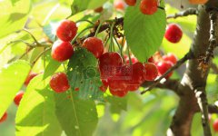 树德外国语学校的中考分数线是多少？成都2019年中考第二批录取分数线以及补录信息分享