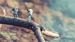 2019保山市中考录取分数线公布！保山各高中录取较低分是多少？