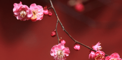 如何理解“落花人独立，微雨燕双飞”的意思？这首诗描绘的意境是怎样的？