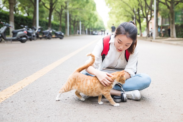 《笑猫日记》读后感该怎么写？带3篇范文！