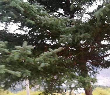 沉甸甸怎么读沉甸甸的读音你真的读对了吗